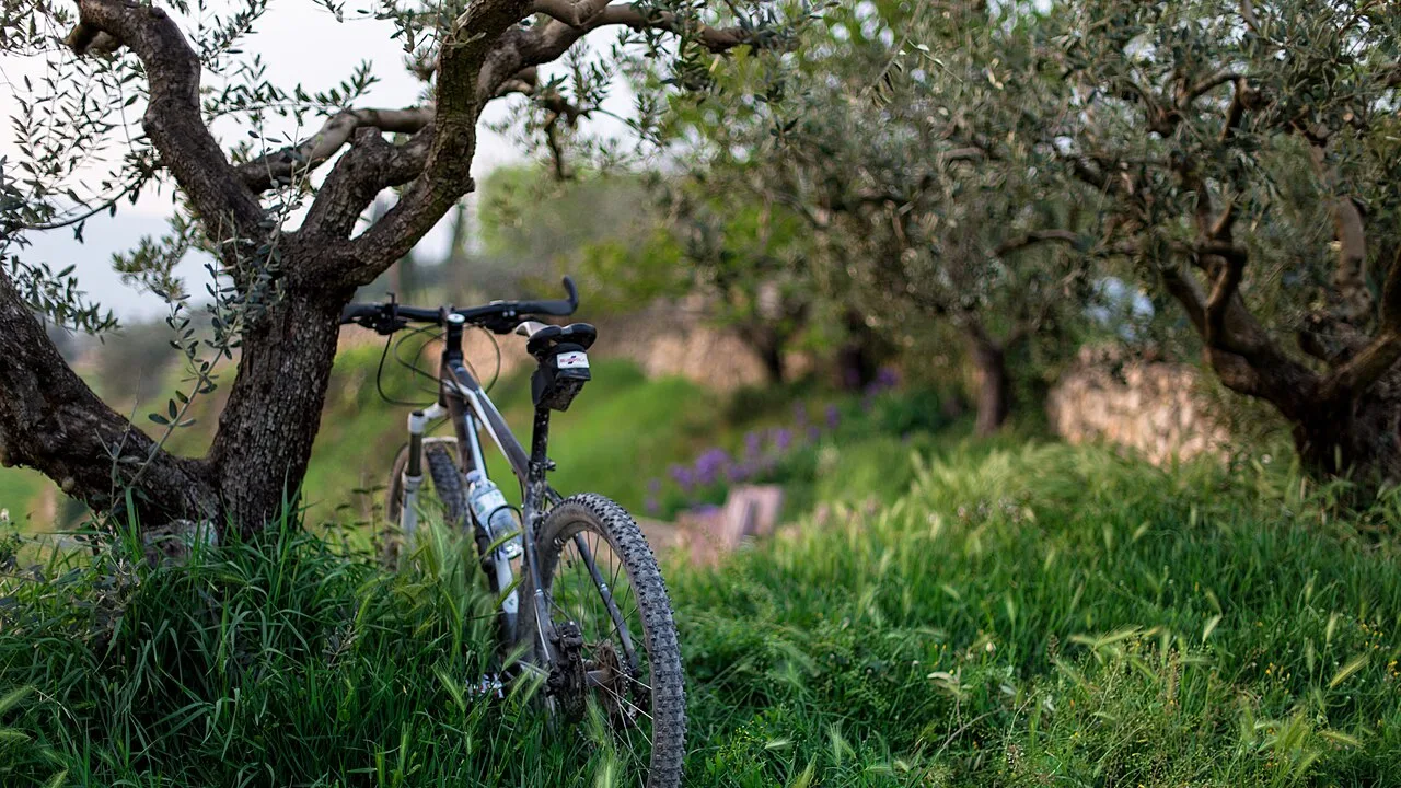 Bicicletta tra gli alberi, immersa nel verde