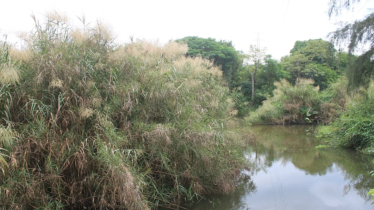 Vegetazione di una zona umida lungo l’acqua