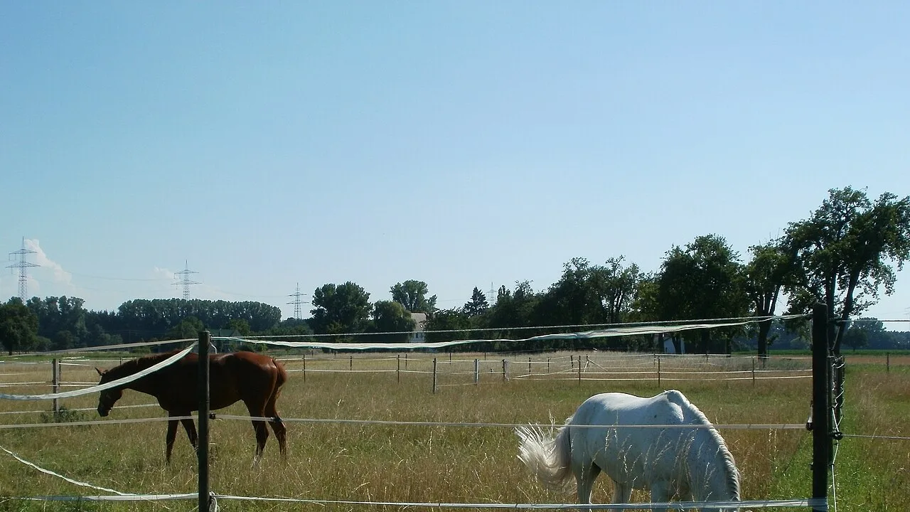 Cavalli al pascolo in un prato