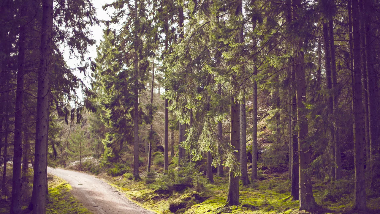 Sentiero tra alberi attraversato dalla luce