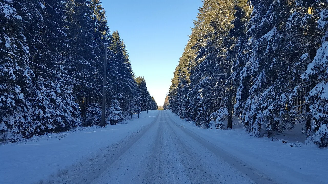 Cammino innevato fra gli alberi
